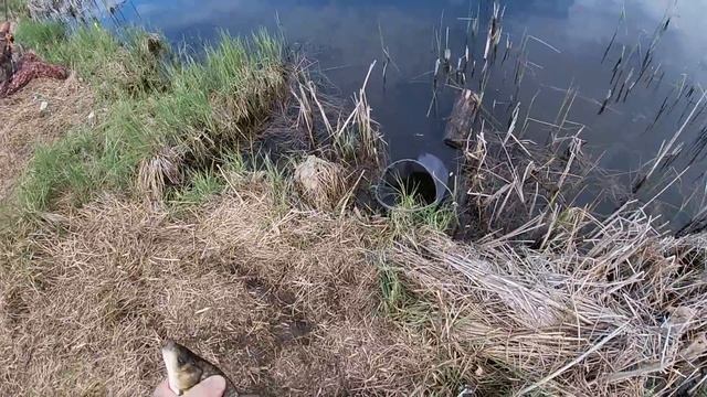 Ловим без остановки только крупного карася на удочку. Крупный карась балует. Постоянные поклевки. смотреть онлайн