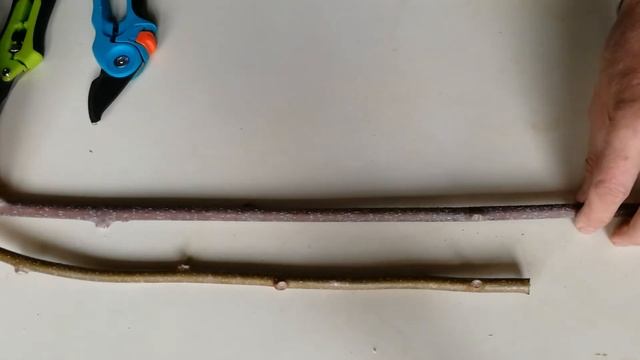 Черенки киви и актенидии смотреть онлайн