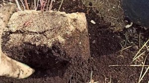 Как голубика растет в низинном торфе. Пересадка голубики