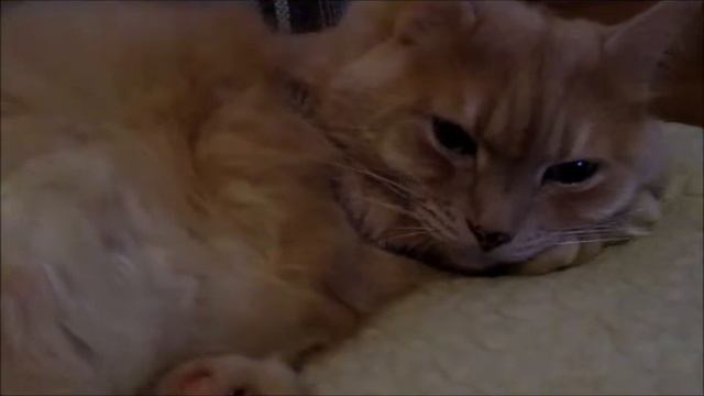 Коты перед новым годом смотреть онлайн