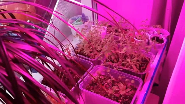 Рассада на подоконике 2021 смотреть онлайн