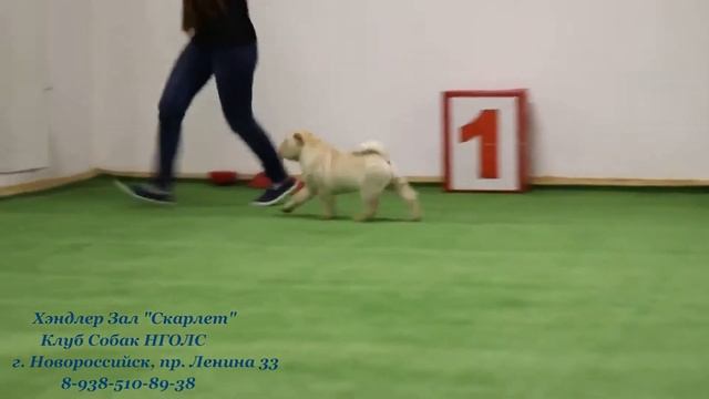 Щенок шарпея. Первое занятие в Хэндлер зале в Новороссийске