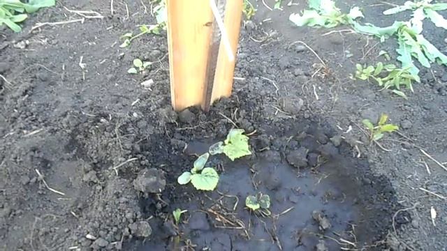 Капельный полив ( Новые технологии )) смотреть онлайн