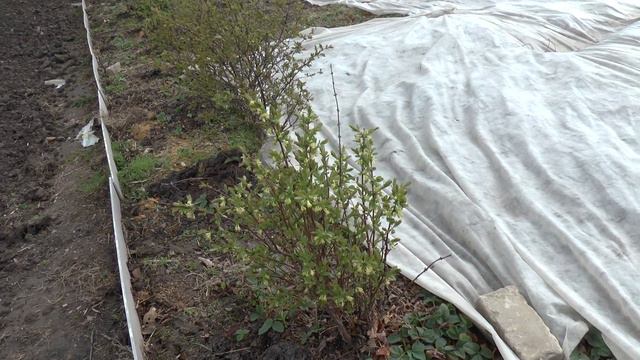 Как выращивать и размножать жимолость смотреть онлайн