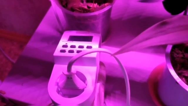 Как у меня в квартире устроен цветочный уголок. смотреть онлайн