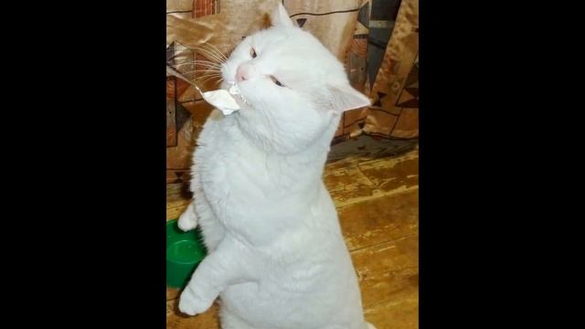 Белый кот Арсений. Черная кошка Яшка. смотреть онлайн