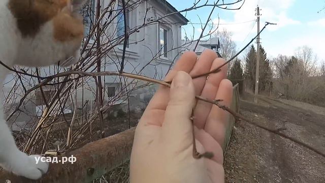 Первые шаги смотреть онлайн