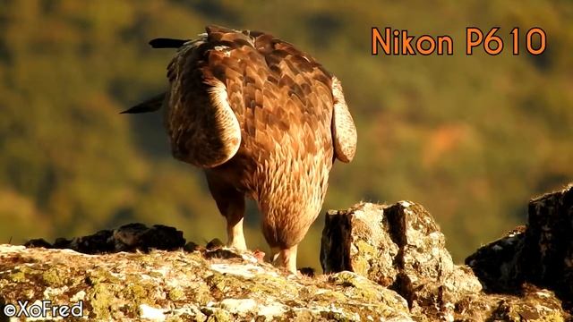 Canon SX60 vs Nikon P610 : Golden Eagle смотреть онлайн