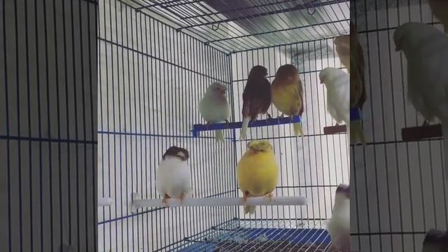 Глостер, норвич  самцы разведение 2021г. Birds TVK&JA Россия, г. Москва