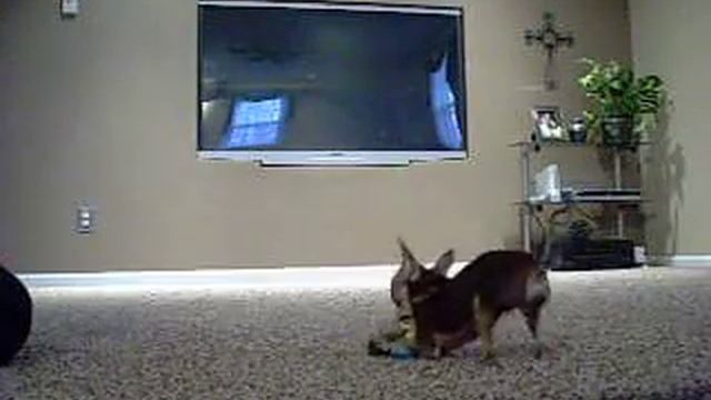 go fetch смотреть онлайн