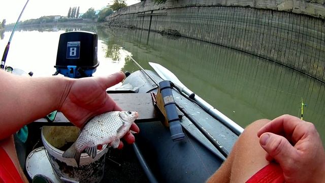 Рыбалка на реке Кубань.Полтора часа не реального клёва!Ловля леща. смотреть онлайн
