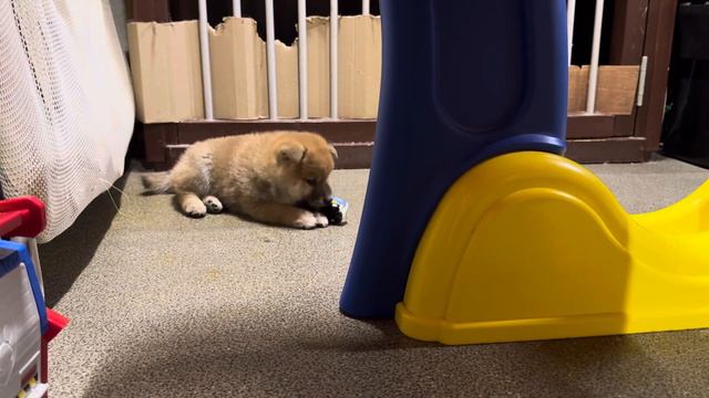 Дочка Оли и Интера смотреть онлайн