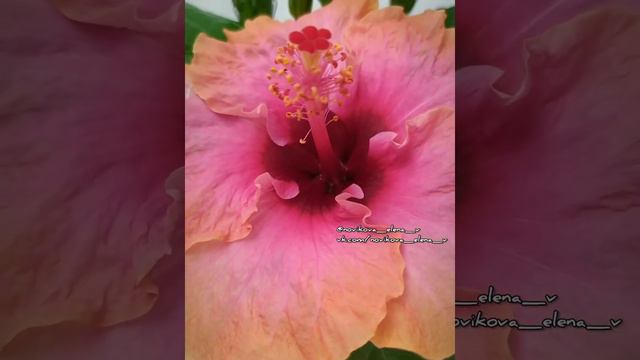 Гибискус Erin Rachel Hibiscus