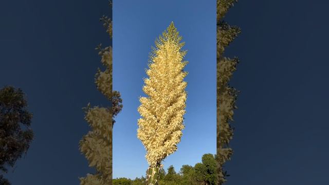 Чапарральская юкка смотреть онлайн