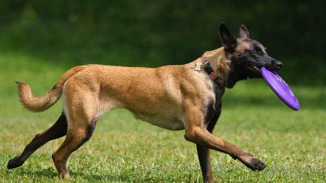 Бельгийская овчарка малинуа: описание породы, характер