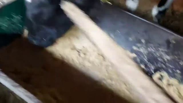 КОРМЛЕНИЕ ДОЙНЫХ КОРОВ смотреть онлайн