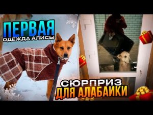 Купили для Алабайки Розы все необходимое. Она идет на поправку. Качественная сьемка Луны и Сильвы.