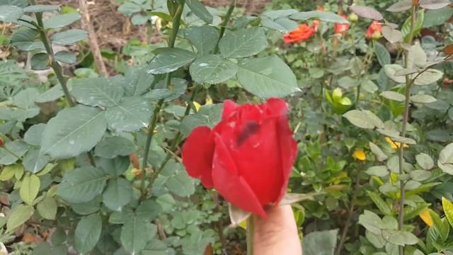 Grand Gala (Meicualis) / Meilland 1995 Rose Cut - Roses - Rosiers - Rosas - роз