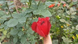 Grand Gala (Meicualis) / Meilland 1995 rose cut - roses - rosiers - rosas - роз