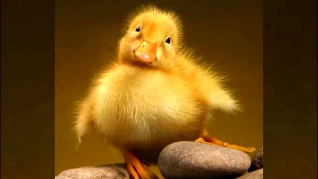 Песенка про двух утят минус смотреть онлайн