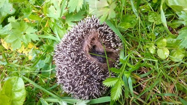 Молодой ёж, пыхтит / The young hedgehog, puffing смотреть онлайн