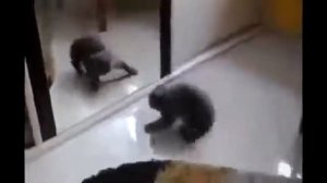 Кот и зеркало