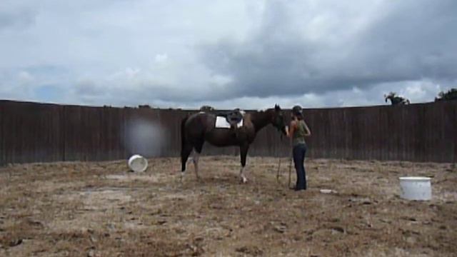 Starting Data under saddle, First ride prep7 смотреть онлайн