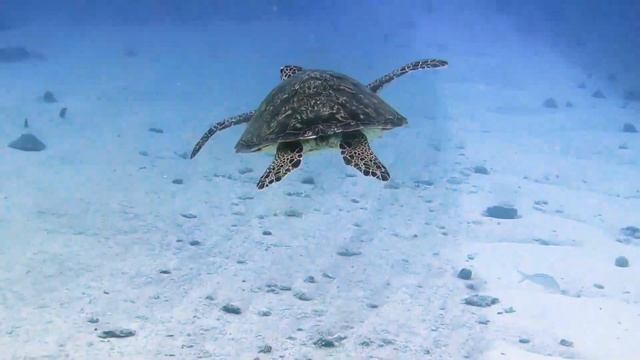 Звук моря – сливаясь с каждой мелодией смотреть онлайн