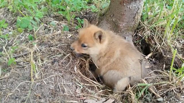 Щенок карелки работает по норе смотреть онлайн