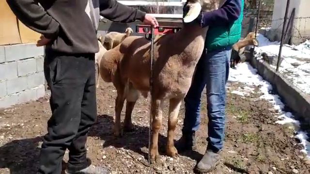 (493) 1год.и 10месяцев ,НовоКыргызская порода. смотреть онлайн