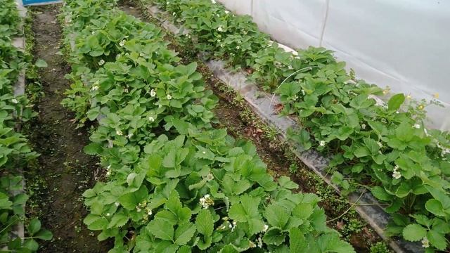 Высадка фриго Клери и Прими. Запуск новой мотопомпы и обзор участка. смотреть онлайн