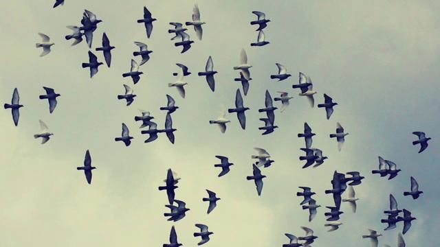 Сонник Голубь. Сонник толкование Голубь. К чему снится Голубь. смотреть онлайн