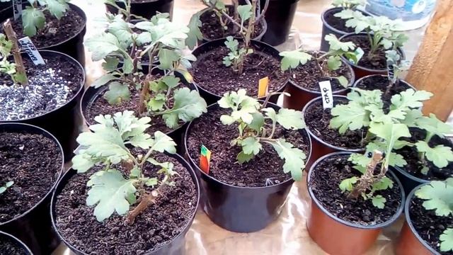 Хризантема веточная для срезки в букеты смотреть онлайн