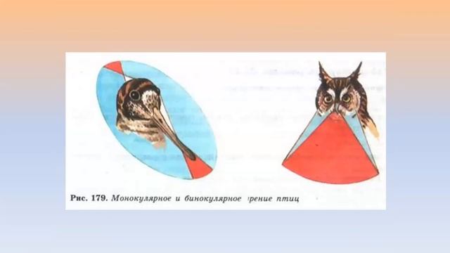 Класс Птицы смотреть онлайн