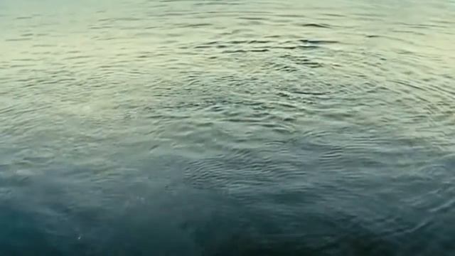 киты огромная тигровая акула whales huge tiger shark relax смотреть онлайн