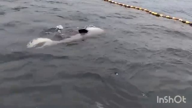 касатки смотреть онлайн