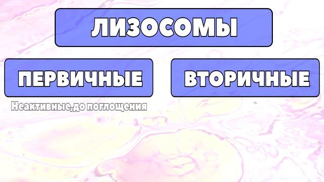 ЕГЭ-БИОЛОГИЯ.ОРГАНЕЛЛЫ КЛЕТКИ.ЛИЗОСОМЫ смотреть онлайн