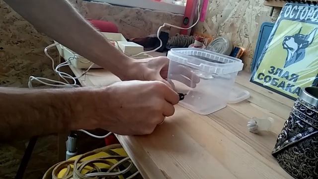 Lasiodora parahybana паук для новичка??? кормление ,пересадка. смотреть онлайн