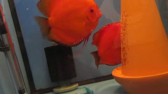 Diskus marlboro red Eggs day 3 смотреть онлайн