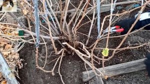 Как правильно обрезать черную смородину осенью