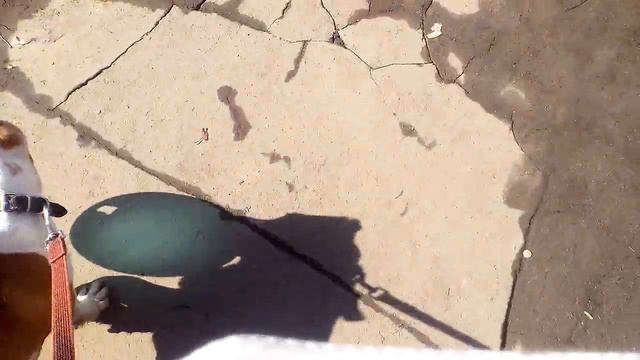 Маленький апортировщик Изюм, почти 3 месяца.Щенок ждёт лучших владельцев из Московского региона. смотреть онлайн