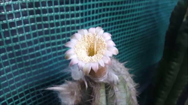 Pilosocereus pachycladus in bloom July 2021 смотреть онлайн