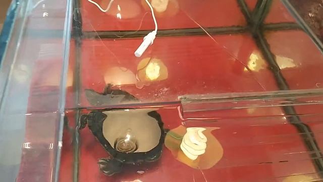 Сколько градусов должно быть в аквариуме и на суше у черепахи?Водная черепаха. смотреть онлайн