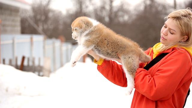 ЗААСИ ДАЙМОНД АКИНА / ZAASI DIAMOND AKINA смотреть онлайн