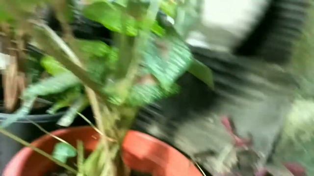 tanaman Hias di teras sempit #jenisaglonema #jeniskeladi #jeniscalathea смотреть онлайн