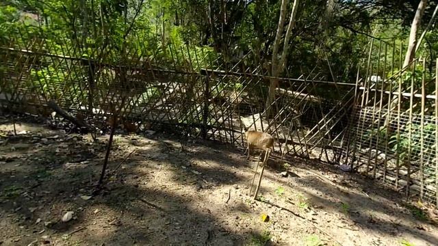 Таиланд 2019. Супер экскурсия из Паттайи в зоопарк Кхао Кхео (Khao Kheow). Часть I смотреть онлайн