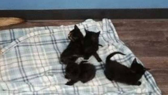 ?Собака Нашла Брошенных Котят и Спасла Их в Морозную Ночь. Слёзы Наворачиваются...