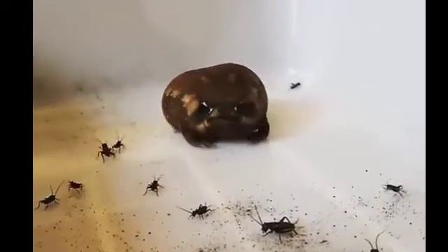 НА СУШЕ И В ВОДЕ... ЧЕРЕПАХИ, ОСЬМИНОГИ, КРАБЫ,ЛЯГУШКИ, ЗМЕИ И ЯЩЕРИЦЫ... смотреть онлайн