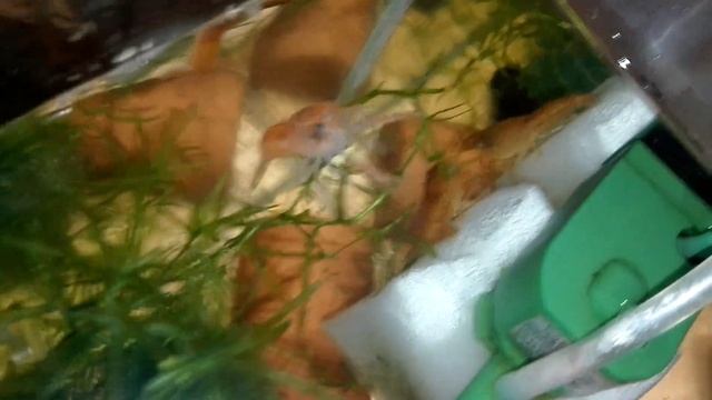 #Аквариум.# Раки.# #Аквариумные карликовые раки.# смотреть онлайн