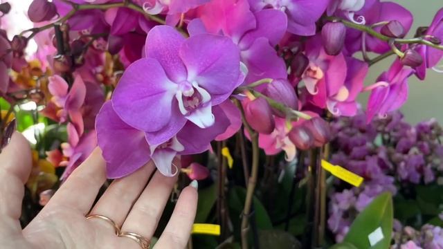? ПРОДАЖА ОРХИДЕЙ 08.06.23 Орхидея Пиниф, Sogo Relex. Ароматные орхидеи. Купить орхидею и растения. смотреть онлайн
